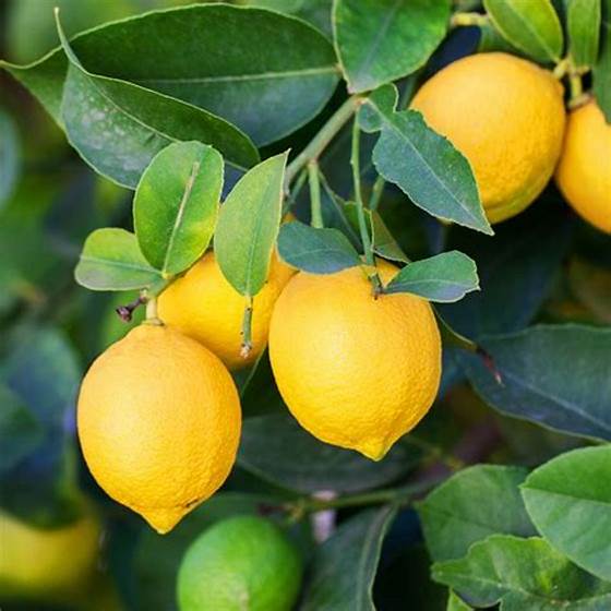 Fresh Lemon - 8 oz